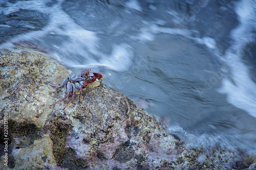 Red rock crabs