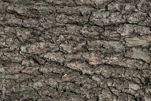 oak bark background