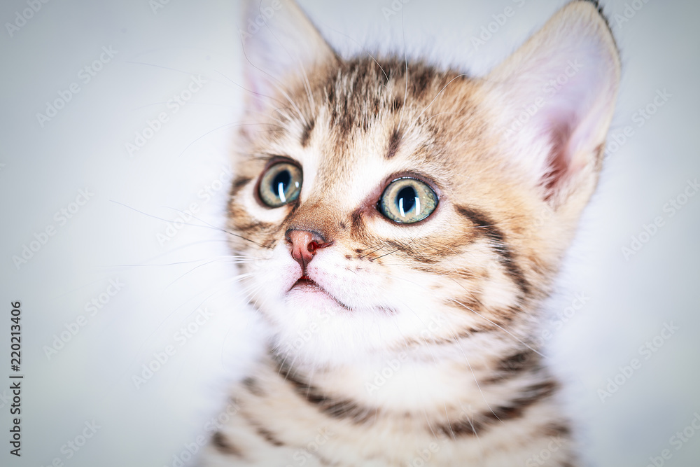 Close up portrait of a little tabby kitten