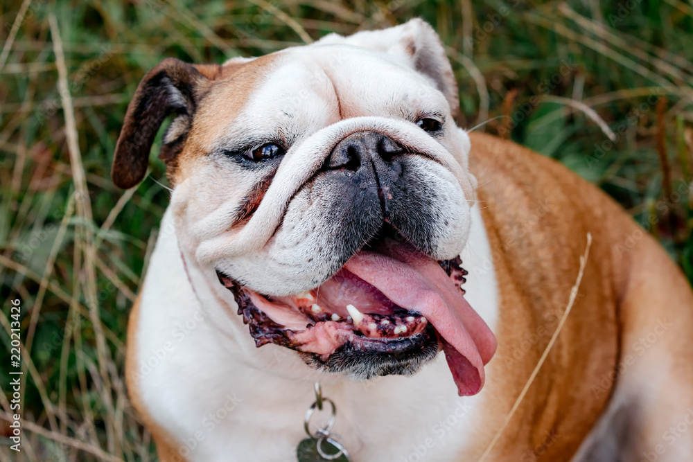 Close-up of English Bulldog, outside on the grass
