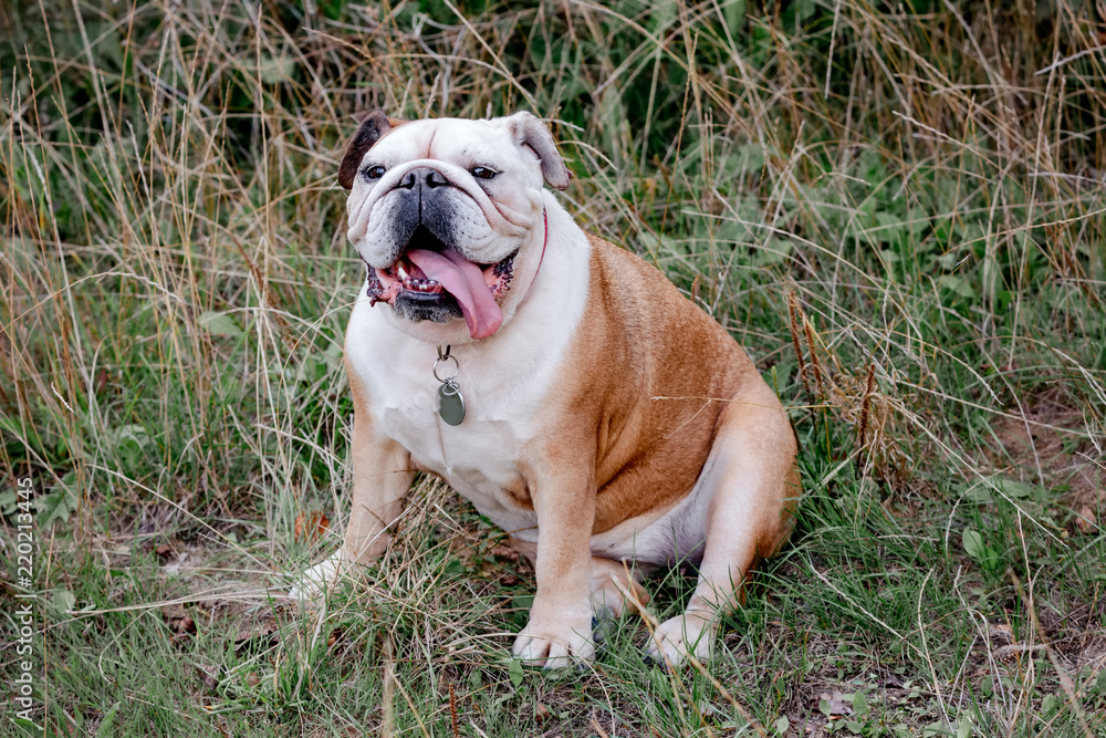 Close-up of English Bulldog, outside on the grass Close-up of English Bulldog, outside on the grass