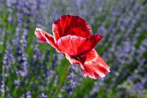 Scarlet poppy