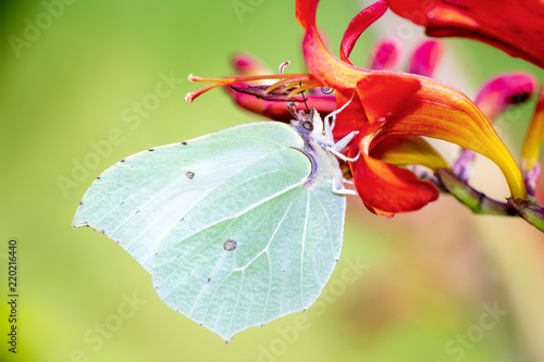 Zitronenfalter - Gonepteryx rhamni - common brimstone butterfly resting on Crocosmia Lucifer - Garten Montbretie