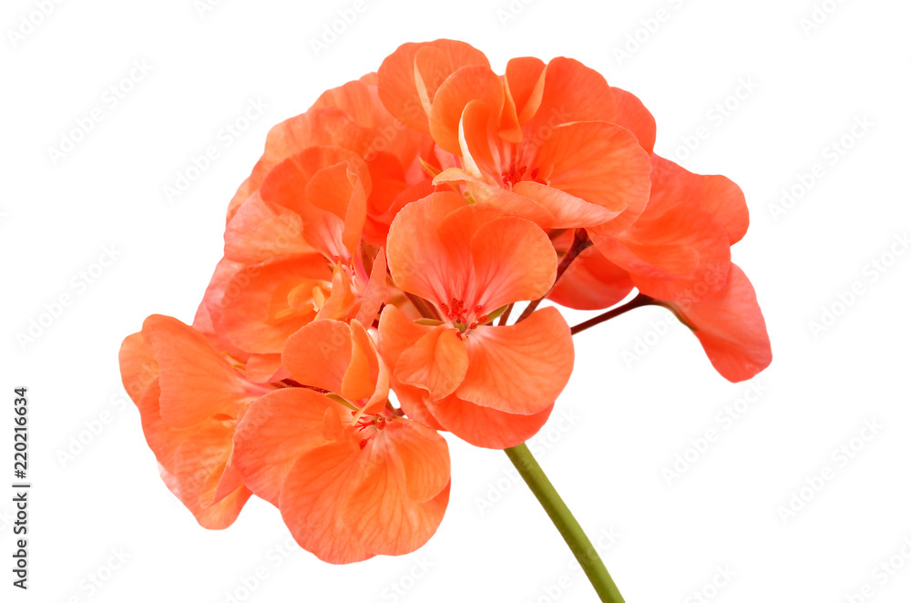 Balmy Geranium flower, isolated on white background Balmy Geranium flower, isolated on white background