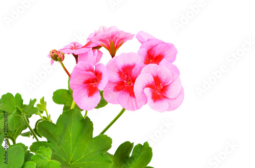 Fototapeta Naklejka Na Ścianę i Meble -  Balmy Geranium flower