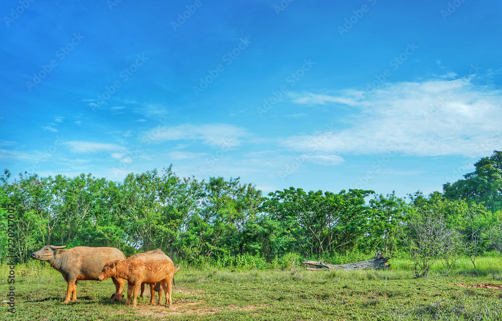 Asian Buffaloes in a field of green grass. Asian Buffaloes in a field of green grass.