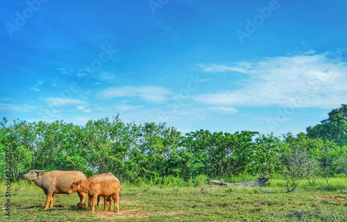 Asian Buffaloes in a field of green grass. © Danupol