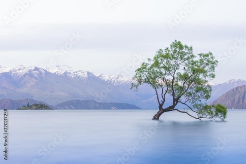 Fototapeta Naklejka Na Ścianę i Meble -  That Wanaka Tree New Zealand Neuseeland