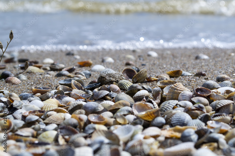 The seashells on the sand of the coast. Close up. The seashells on the sand of the coast. Close up.