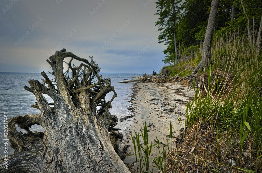 fallen tree