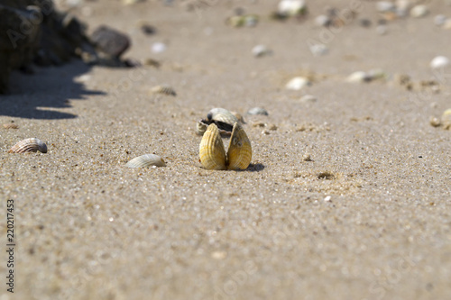 Opened seashell on the sand of the coast. Macro shot.
