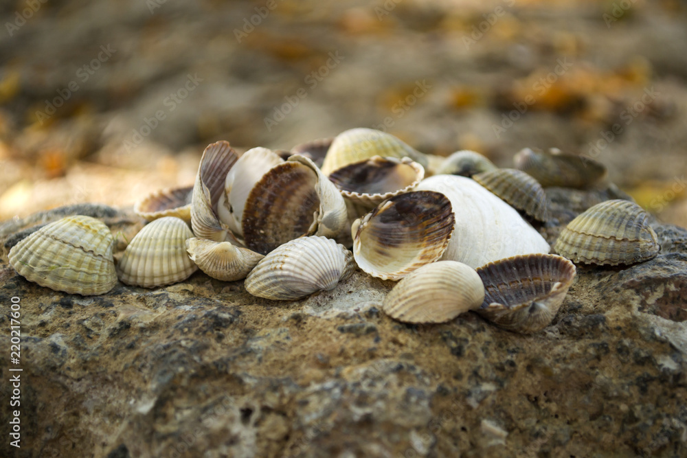 Mollusk shells. Seashells background. Texture of seashells, close up.