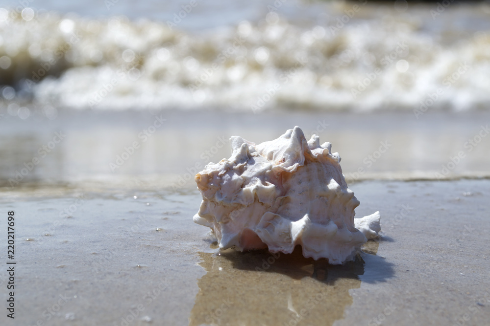 Beautiful seashell on the sand of the beach. Mollusk shell. Beautiful seashell on the sand of the beach. Mollusk shell.
