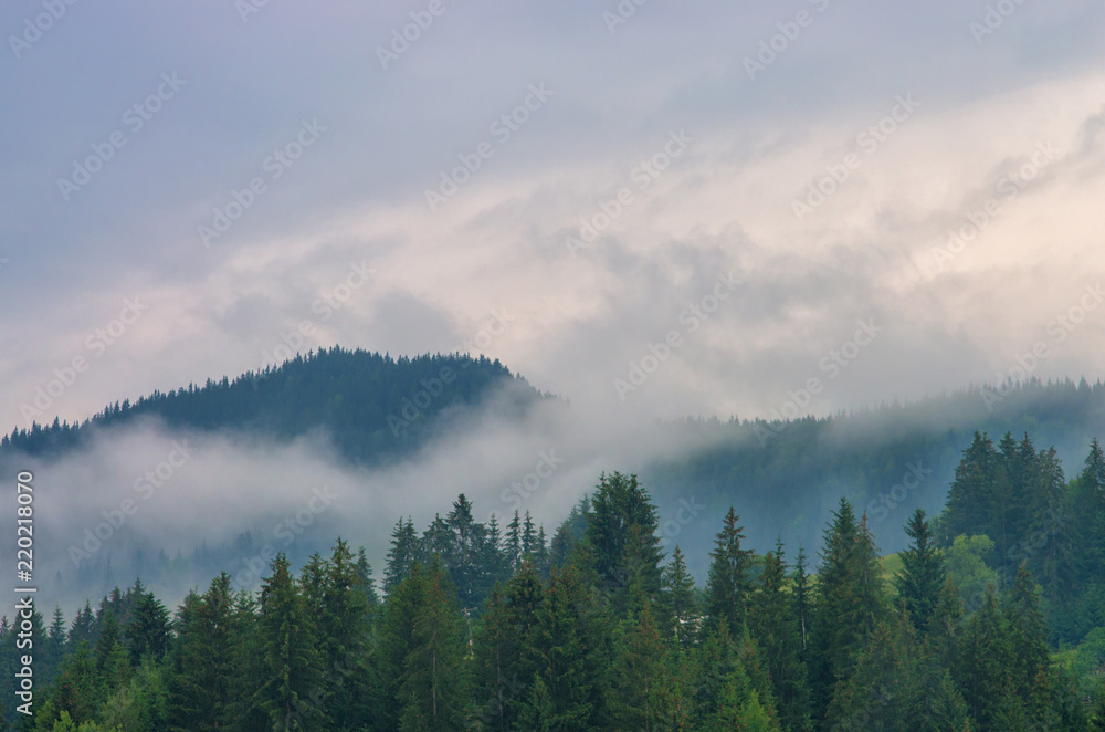 Fototapeta premium Fog in the forest of pine trees in the mountains. Carpathians Ukraine