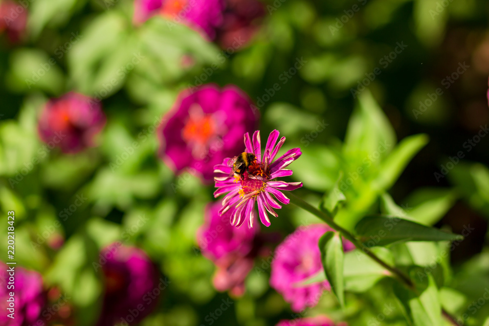 bumblebee on a flower bumblebee on a flower