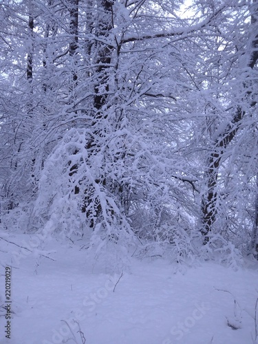 winter forest