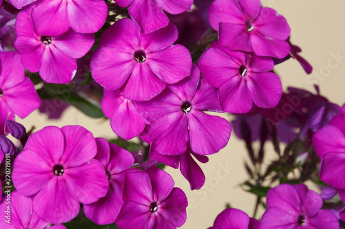 Floral wallpaper from pink phlox on beige background  macro.