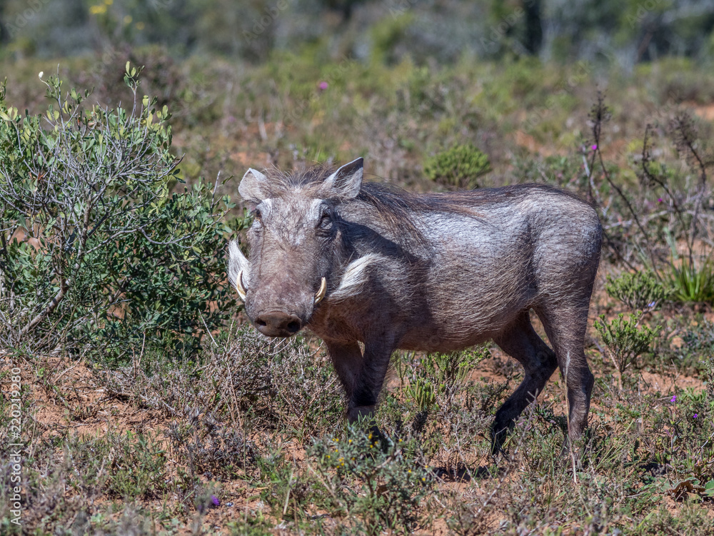 The common warthog is a wild member of the pig family found in sub-Saharan Africa image in landscape format The common warthog is a wild member of the pig family found in sub-Saharan Africa image in landscape format