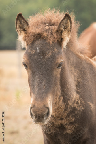 Pferdeportrait Jungpferd © Ingairis