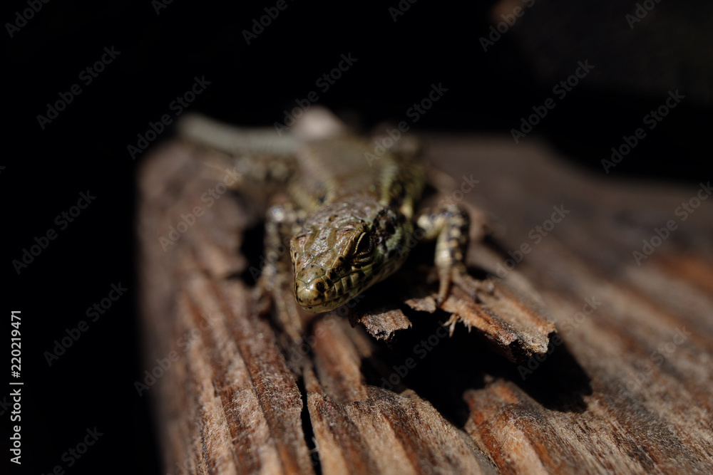 Einheimische Eidechse - Stockfoto Einheimische Eidechse - Stockfoto