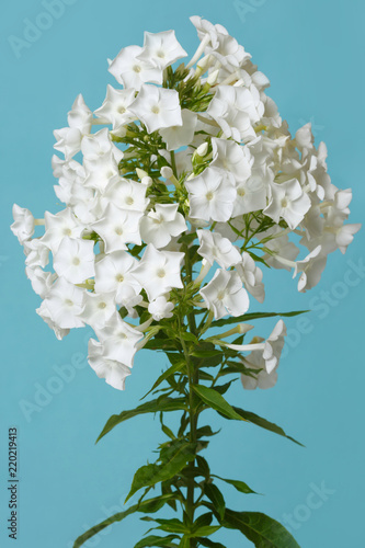 Inflorescence of white phlox isolated on blue background.