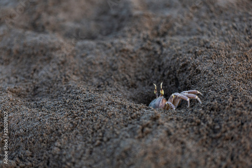 Crabs. Sand. Sea coast