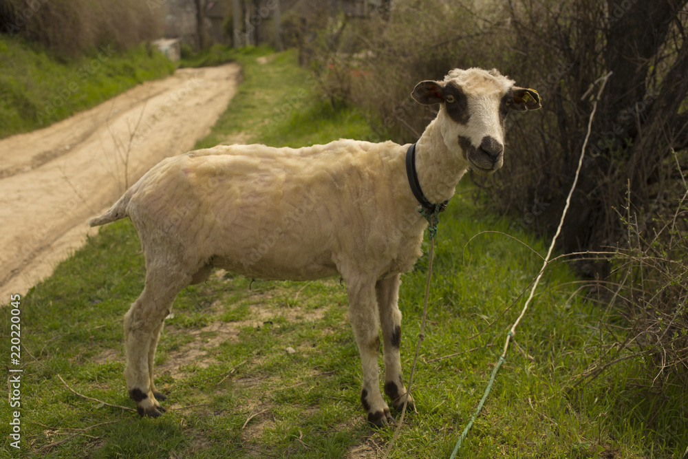 Fototapeta premium Sheep grazing in a meadow on a leash. Trimmed animals bleat. Livestock in the villages of Europe.