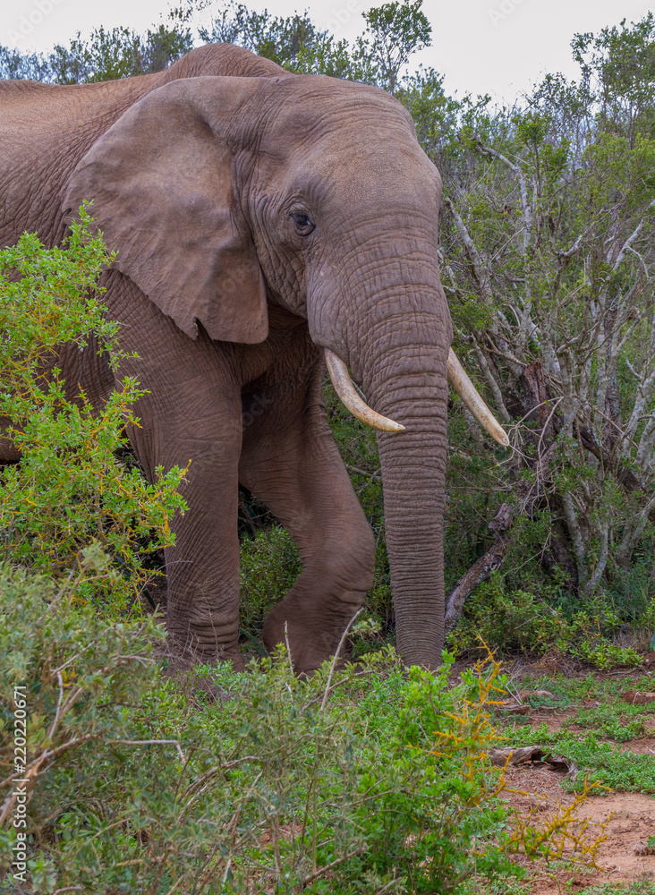 Fototapeta premium African elephant roam in the wilderness