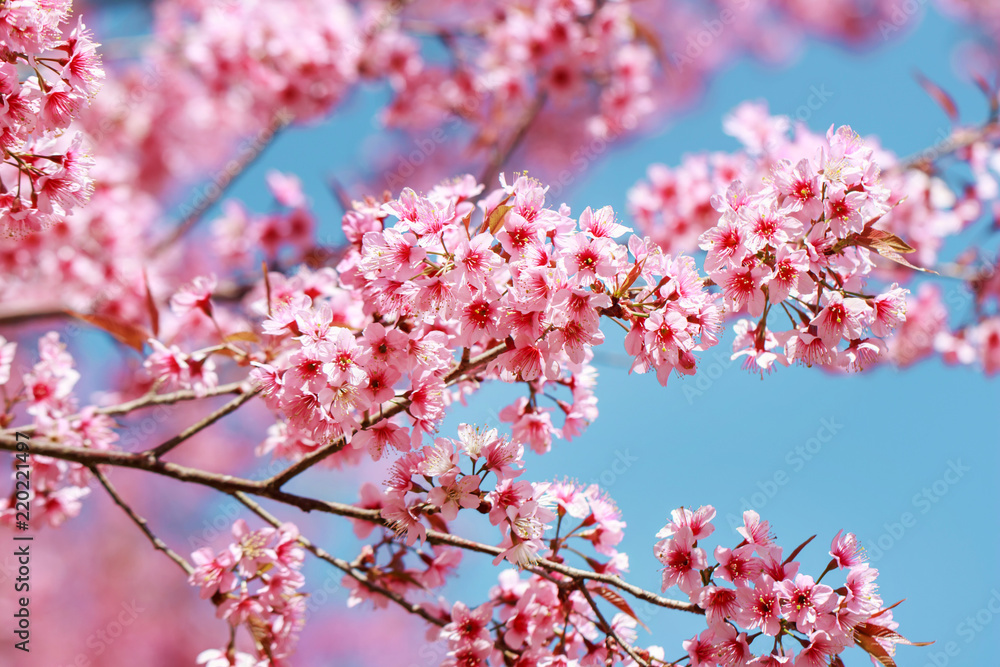 Wild Himalayan Cherry Blossoms in spring season (Prunus cerasoides), Sakura in Thailand, selective focus Wild Himalayan Cherry Blossoms in spring season (Prunus cerasoides), Sakura in Thailand, selective focus
