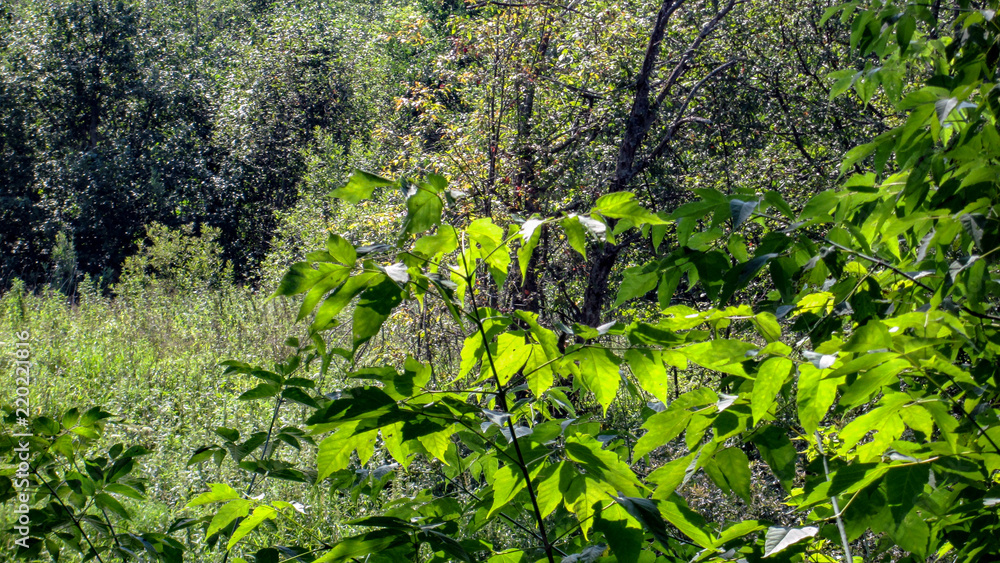 Fototapeta premium Summer landscape