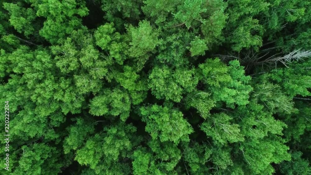 A view from above of wildlife. Panoramic view of the forest thicket in the summer. A view from above of wildlife. Panoramic view of the forest thicket in the summer.