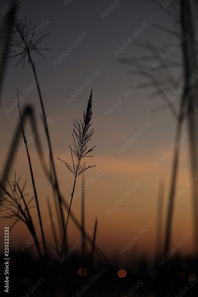 Silhouette background of grass flower with twilight blue sky.