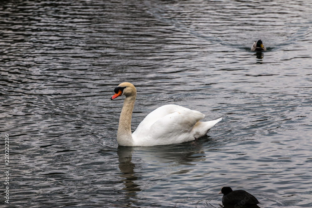 Fototapeta premium Swan in lake