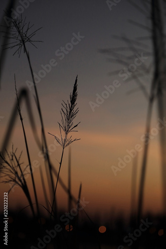 Silhouette background of grass flower with twilight blue sky.