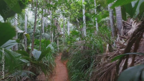 Walking Through Vallee de Mai Nature Reserve, Praslin Island, Seychelles 1