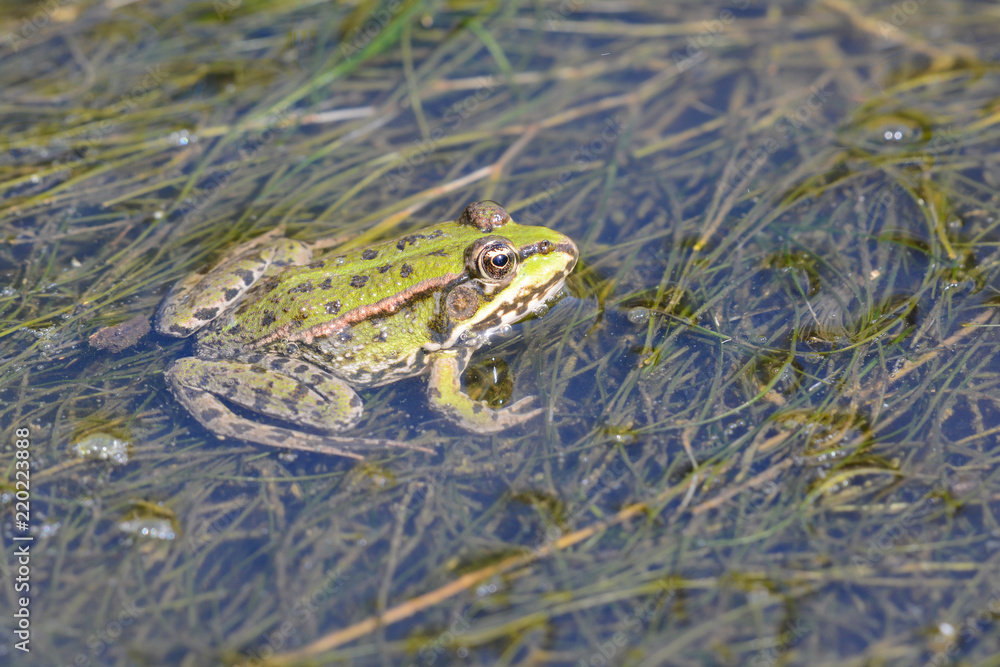 GRENOUILLE GRENOUILLE