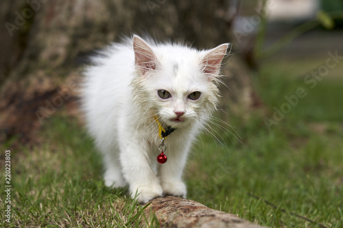 Persian Cat 