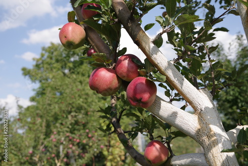 ripe red apples on a tree
