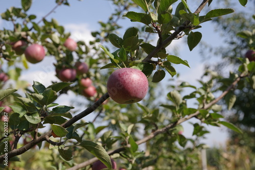 ripe red apples on a tree