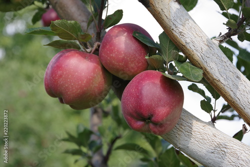 ripe red apples on a tree
