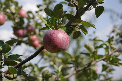ripe red apples on a tree