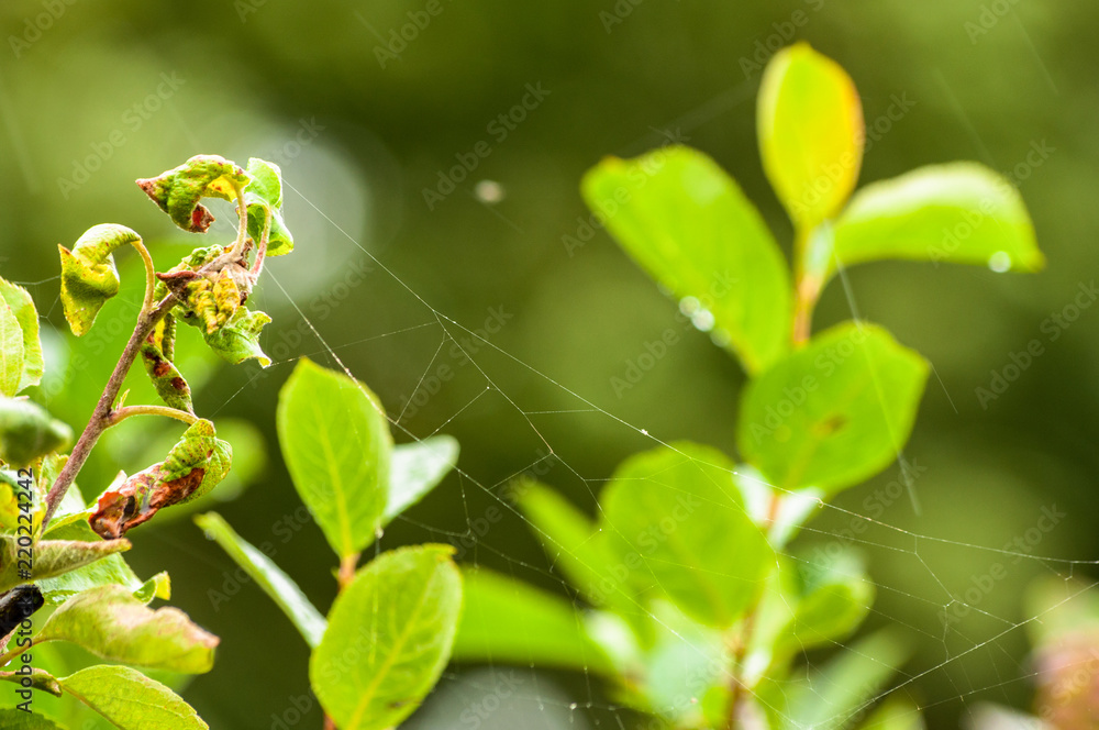 A spider web between the leaves after rain A spider web between the leaves after rain