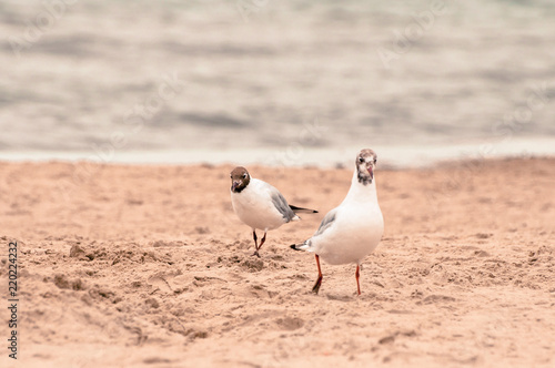 Two seagulls walking on the sand at the seaside