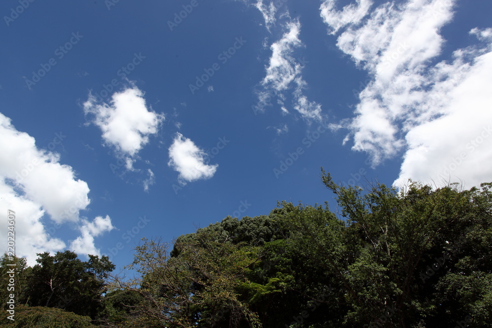 Obraz premium 夏空