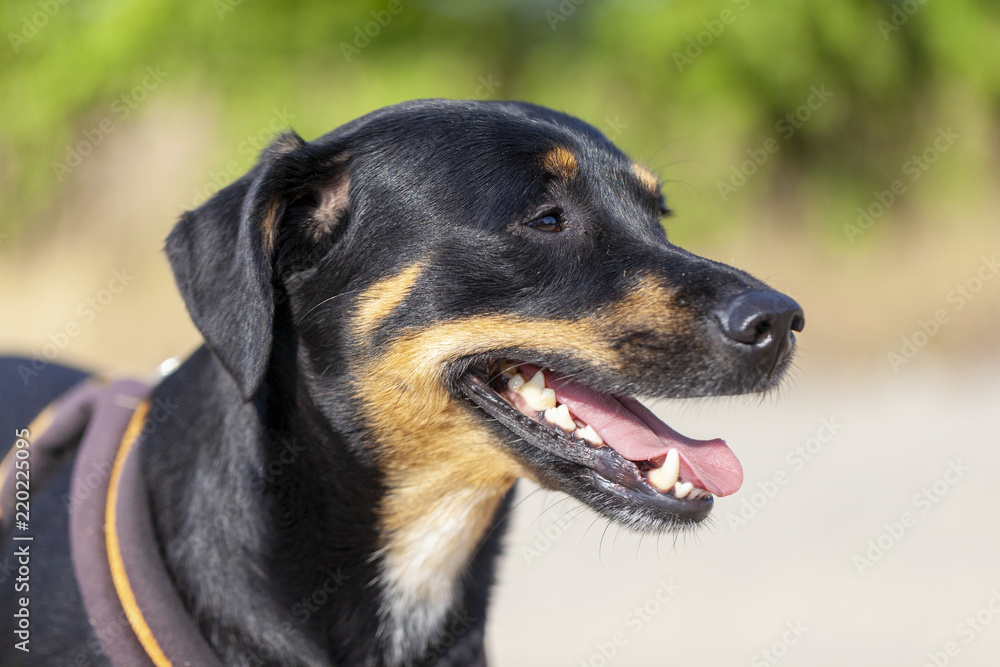 Portrait of a german Pinscher at a summer day Portrait of a german Pinscher at a summer day