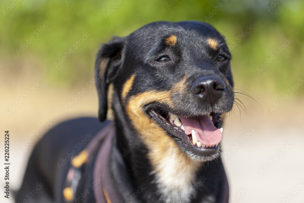 Portrait of a german Pinscher at a summer day Portrait of a german Pinscher at a summer day