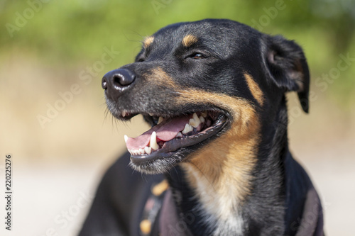 Photography Portrait of a german Pinscher at a summer day