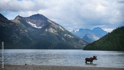 Moose in a mountain lake (Canada)