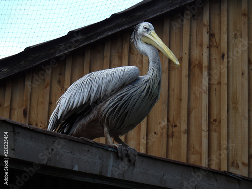 Pelican watching © Carl