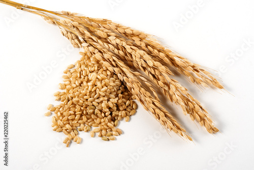 organic rice ears and grain